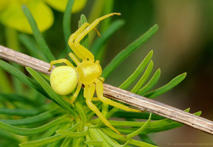 Misumena vatia